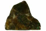 Iridescent Ammolite (Fossil Ammonite Shell) - Alberta, Canada #147453-1